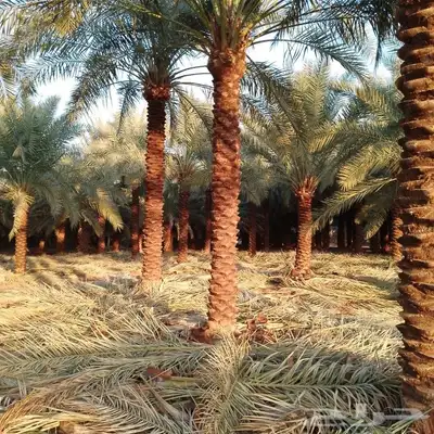 نخل عربي ووشنطني جميع المقاسات 5