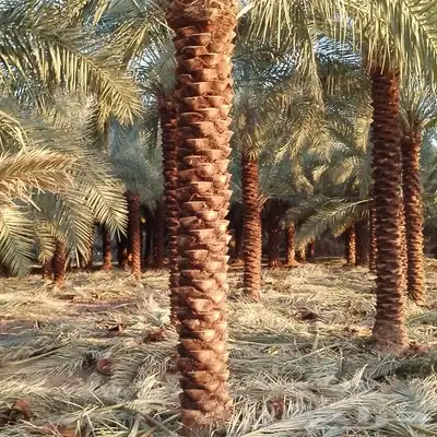 نخل عربي ووشنطني جميع المقاسات 1
