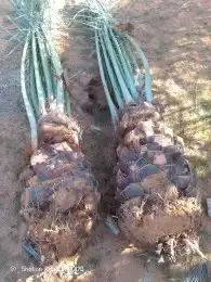 نخل اللبيع في الرياض 3