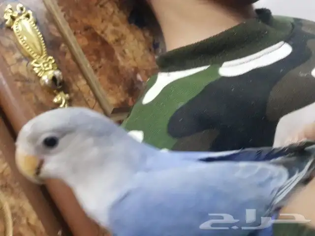 عصفور روز اليف ولعوب مع الصغير والكبير 2