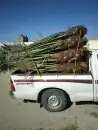 نخل اللبيع في الرياض 2