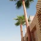 تركيب نخيل وقص اشجار 1