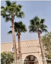 تركيب نخيل وقص اشجار 10