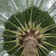 تركيب نخيل وقص اشجار 14