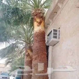 تركيب نخيل وقص اشجار 4