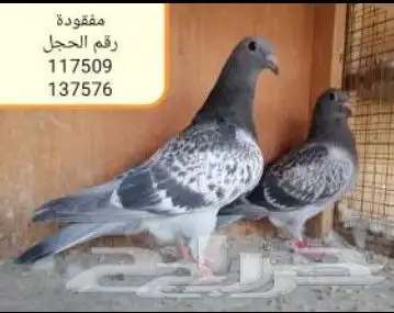حمام زأجل سباق((فقدت مجموعة كبيرة بالمدينةالمنورة وضواحيها)) 4