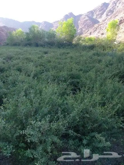 حناء مطحون 3