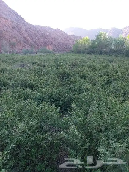 حناء مطحون 1