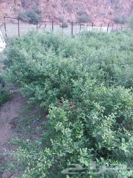 حناء مطحون 2