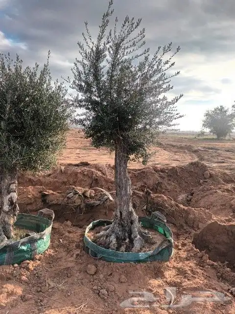 شجر زيتون معمر 3