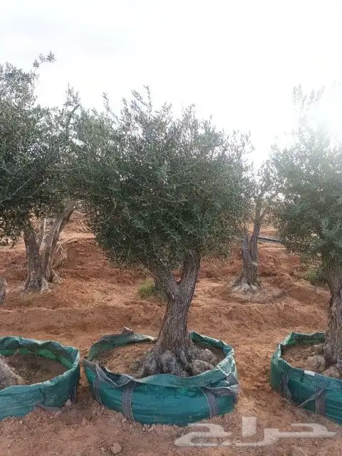 شجر زيتون معمر 5
