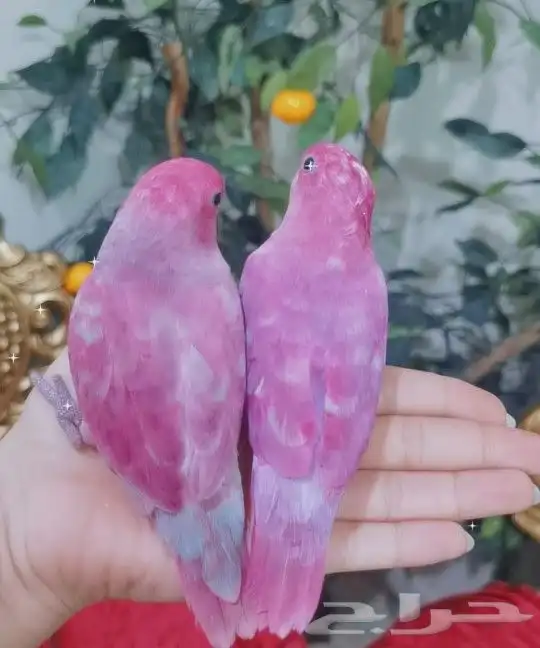 أجمل هدية عيد الحب زوج ببغاء روز لون جميل 3