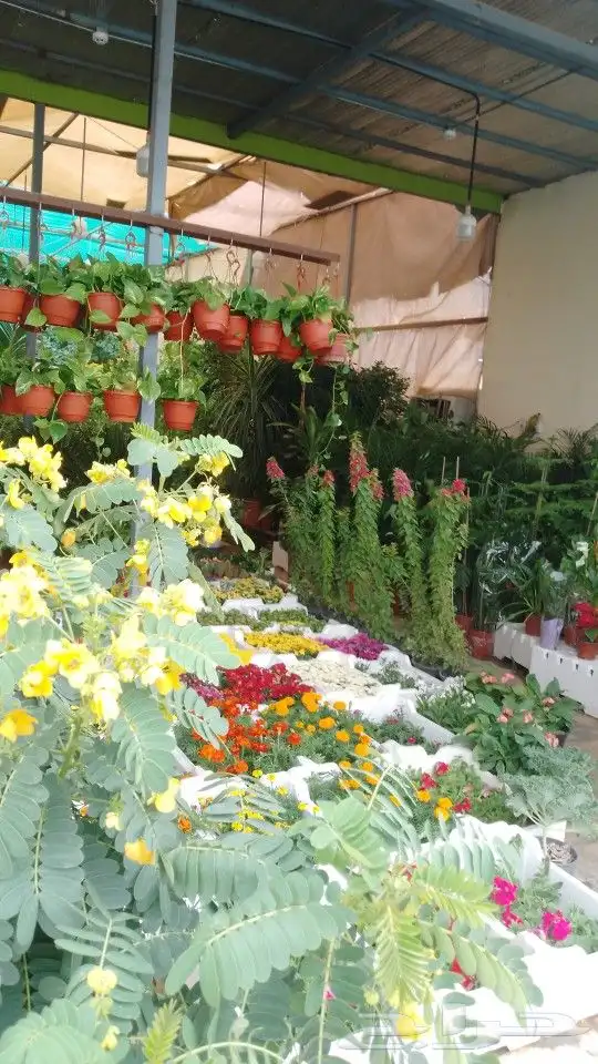 تركيب نخيل وقص اشجار 8