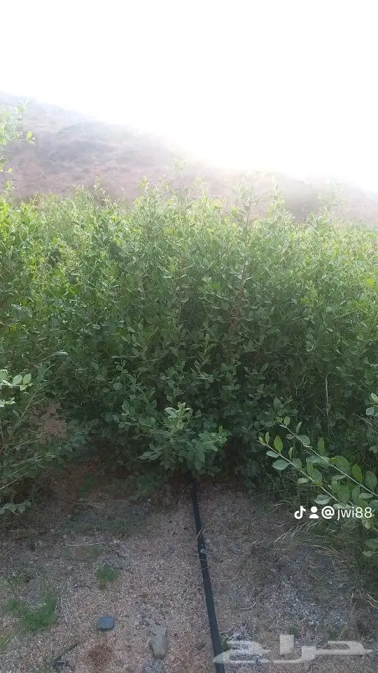 حناء مطحون 5