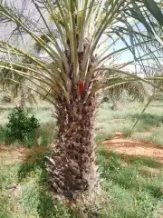 نخل عربي فسايل ونخل من متر الاثلاثه متر 7