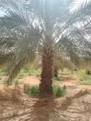 نخل عربي فسايل ونخل من متر الاثلاثه متر 2