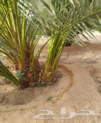 نخل عربي فسايل ونخل من متر الاثلاثه متر 9