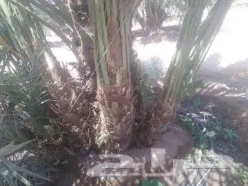 نخل عربي فسايل ونخل من متر الاثلاثه متر 3