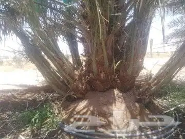 نخل عربي فسايل ونخل من متر الاثلاثه متر 8