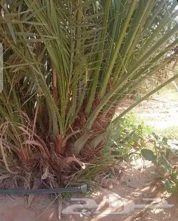 نخل عربي فسايل ونخل من متر الاثلاثه متر 1