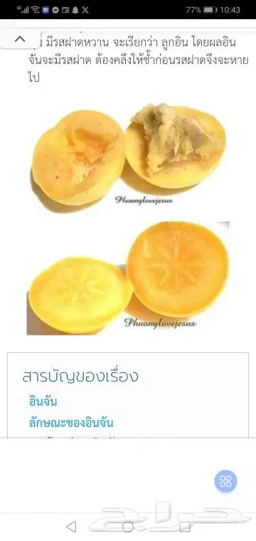 شتلات تفاح ذهبي gold  Apple 3