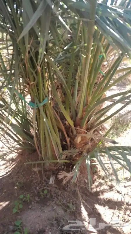 فسايل عجوه مجدول وصقعي وعنبره وصفاوي بعداد كبير 1