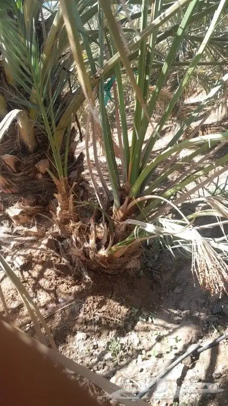 فسايل عجوه مجدول وصقعي وعنبره وصفاوي بعداد كبير 0