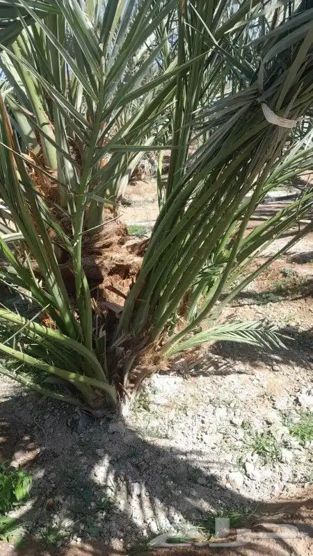 فسايل عجوه مجدول وصقعي وعنبره وصفاوي بعداد كبير 2