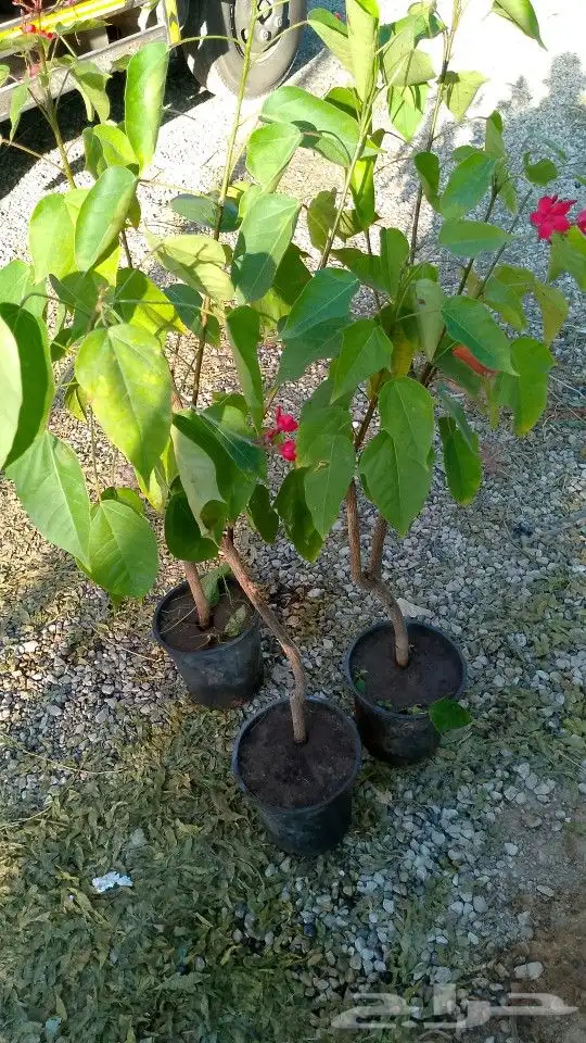 تنسيق الحدائق 6