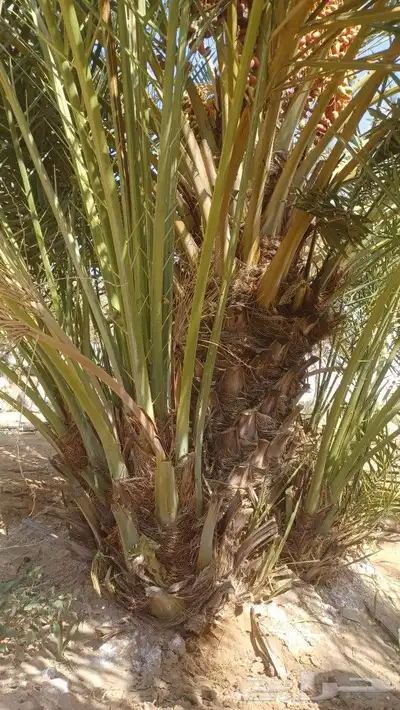 نخل عربي فسايل ونخل من متر الاثلاثه متر 0