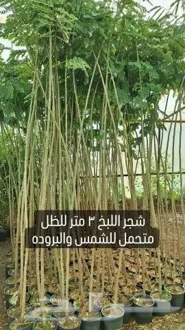 شتلات أشجار ظلال ورود عطريات شامل التوصيل 5