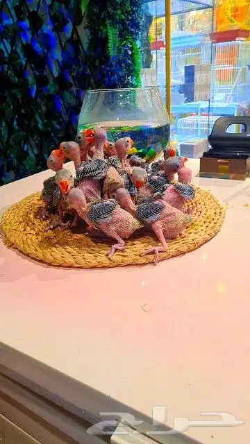 فروخ دره أخضر 350 ريال 8