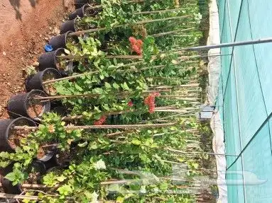 شتلات أشجار ظلال ورود عطريات شامل التوصيل 4