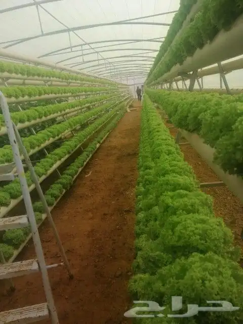تصميم وتنفيذ زراعة مائية 2