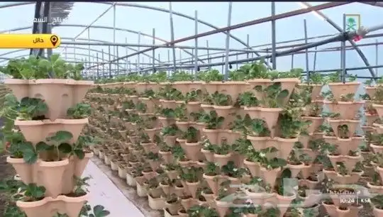 تصميم وتنفيذ زراعة مائية 0