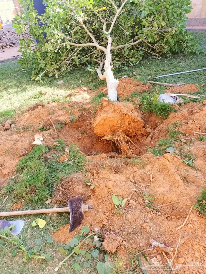 منسق حدائق وتكسيات جداريه 1