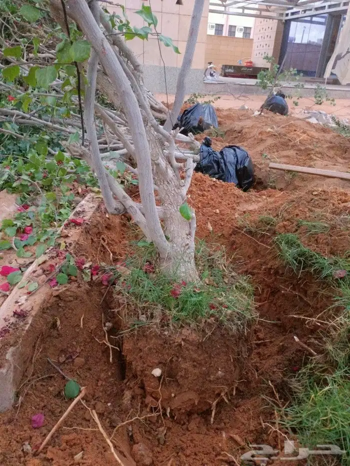 منسق حدائق وتكسيات جداريه 2