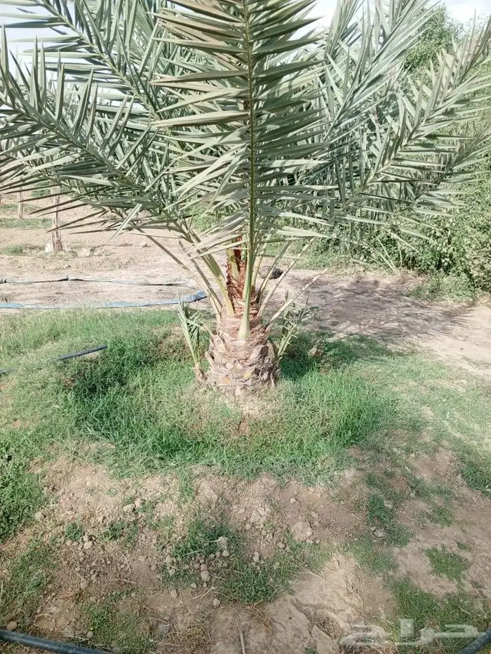 يوجد لدينا نخل للبيع نحل القصيم 0