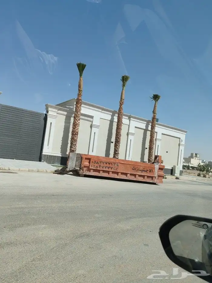 نخل واشنطن 0