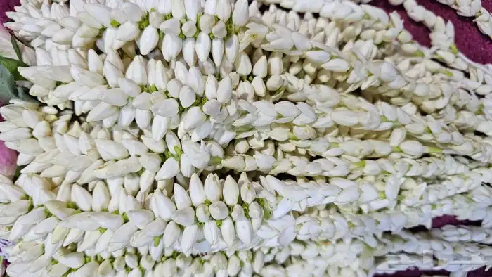 محل بيع الفل في الرياض عقود واساور واطواق جمله وتجزئه 2