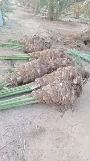 نخل مجدول وصقعي كبار 7