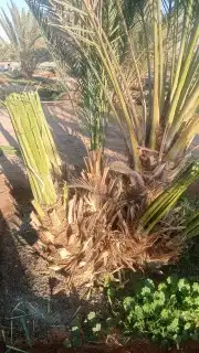نخل مجدول وصقعي كبار 8