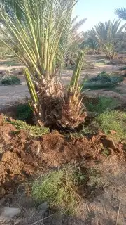 نخل مجدول وصقعي كبار 9