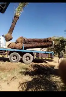 نخل مجدول وصقعي كبار 5