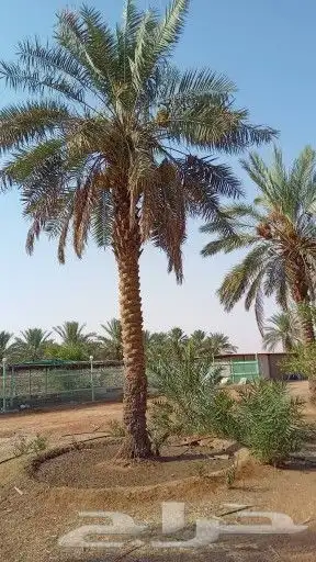 نخل مجدول وصقعي كبار 0