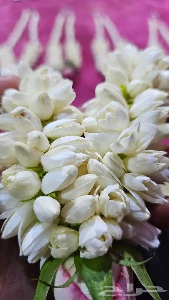 محل بيع الفل في الرياض عقود واساور واطواق جمله وتجزئه 0