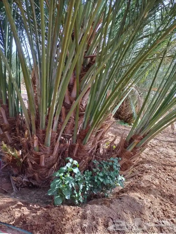 نخل مجدول وصقعي كبار 6