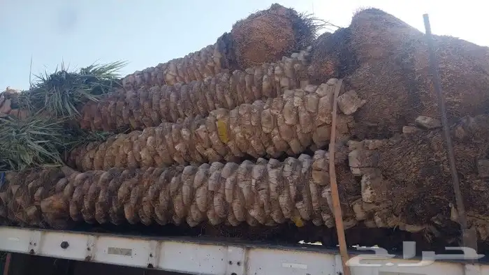 نخل مجدول وصقعي كبار 1