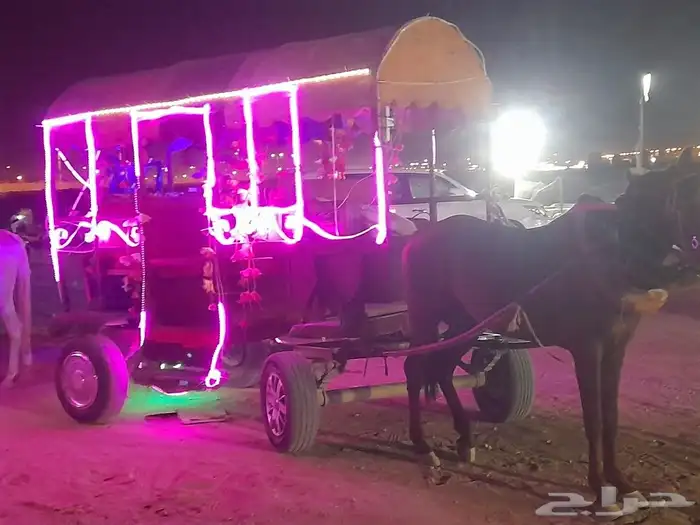 اجارالخيل وجمال وسياسي وحنطور ودبابات 8