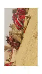 اجار خيول وجمال وحنطور مع حصان اسعار مناسبه 15